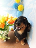 Dogsalon Ease(ɥå󥤡)