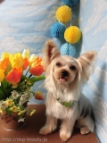 Dogsalon Ease(ɥå󥤡)