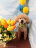 Dogsalon Ease(ɥå󥤡)