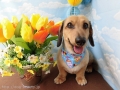 Dogsalon Ease(ɥå󥤡)