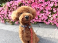 Dogsalon Ease(ɥå󥤡)