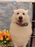 Dogsalon Ease(ɥå󥤡)