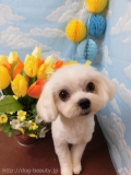 Dogsalon Ease(ɥå󥤡)