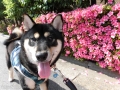 Dogsalon Ease(ɥå󥤡)