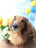 Dogsalon Ease(ɥå󥤡)