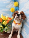 Dogsalon Ease(ɥå󥤡)