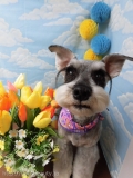 Dogsalon Ease(ɥå󥤡)