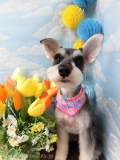 Dogsalon Ease(ɥå󥤡)