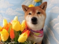 Dogsalon Ease(ɥå󥤡)