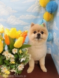 Dogsalon Ease(ɥå󥤡)