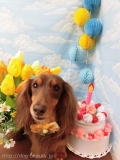 Dogsalon Ease(ɥå󥤡)
