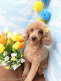 Dogsalon Ease(ɥå󥤡)