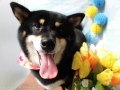 Dogsalon Ease(ɥå󥤡)