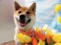Dogsalon Ease(ɥå󥤡)