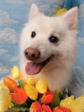 Dogsalon Ease(ɥå󥤡)