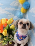 Dogsalon Ease(ɥå󥤡)