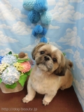 Dogsalon Ease(ɥå󥤡)