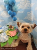 Dogsalon Ease(ɥå󥤡)