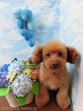 Dogsalon Ease(ɥå󥤡)