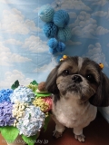 Dogsalon Ease(ɥå󥤡)