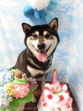 Dogsalon Ease(ɥå󥤡)