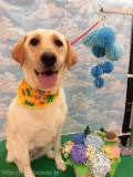 Dogsalon Ease(ɥå󥤡)