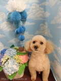 Dogsalon Ease(ɥå󥤡)
