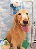 Dogsalon Ease(ɥå󥤡)