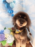 Dogsalon Ease(ɥå󥤡)