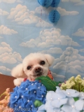 Dogsalon Ease(ɥå󥤡)