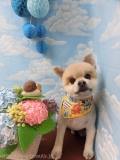 Dogsalon Ease(ɥå󥤡)
