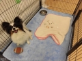 Dogsalon Ease(ɥå󥤡)