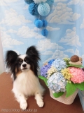 Dogsalon Ease(ɥå󥤡)