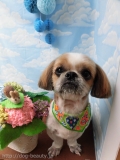Dogsalon Ease(ɥå󥤡)
