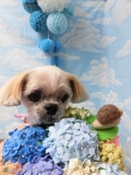 Dogsalon Ease(ɥå󥤡)
