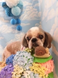 Dogsalon Ease(ɥå󥤡)