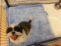 Dogsalon Ease(ɥå󥤡)