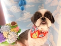 Dogsalon Ease(ɥå󥤡)