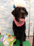 Dogsalon Ease(ɥå󥤡)