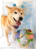 Dogsalon Ease(ɥå󥤡)