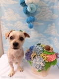 Dogsalon Ease(ɥå󥤡)