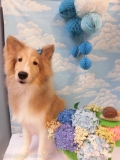 Dogsalon Ease(ɥå󥤡)