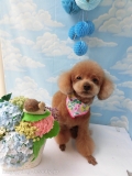 Dogsalon Ease(ɥå󥤡)