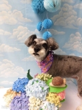 Dogsalon Ease(ɥå󥤡)
