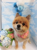 Dogsalon Ease(ɥå󥤡)