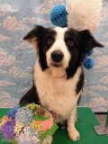 Dogsalon Ease(ɥå󥤡)