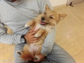 Dogsalon Ease(ɥå󥤡)