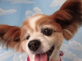 Dogsalon Ease(ɥå󥤡)