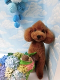 Dogsalon Ease(ɥå󥤡)