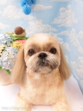 Dogsalon Ease(ɥå󥤡)